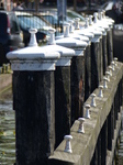 FZ019718 Mooring posts in canal Galgewater, Leiden.jpg